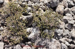 Thym marron- Erica gallioides- Ericacée- B