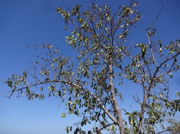 08 1 Erhetia cimosa Bois malgache Boraginaceae DSC06547