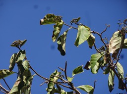 08 4 Erhetia cimosa Bois malgache Boraginaceae DSC06548