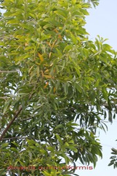 Acacia auriculiformis - Fabacée - exo