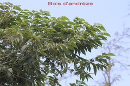 Bois d'andrèze- Cannabacée - I