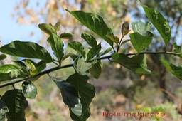 Bois malgache- Erhetia cymosa -  exo