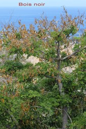 Bois noir - Albizia lebbeck - Fabacée - exo