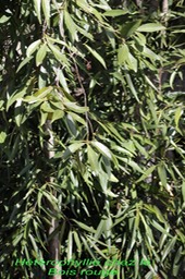 Bois rouge- Cassine orientalis - Céla