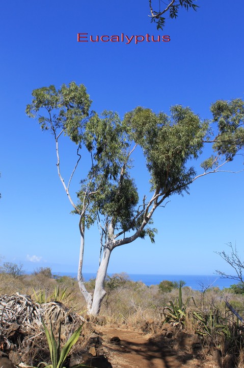 Eucalyptus- Myrtacée - exo