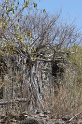 Ficus sur les ruines du Moulin Kader