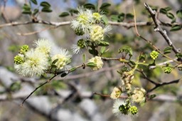 Fleurs du Tamarin de l'Inde- Pithecellobium dulce- Fabacée - exo