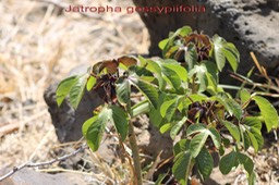 Jatropha gossypiifolia- Euphorbiacée - exo