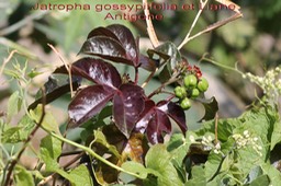 Jatropha gossypiifolia et Liane Antigone