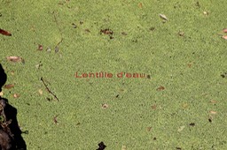Lentille d'eau- Lemna perpusilla- exo