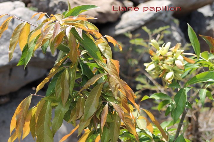 Liane papillon- Hiptage benghalensis- Malpighiacée - exo