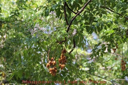 Margosier ou Lilas de Perse - Melia azedarach - Méliacée - exo