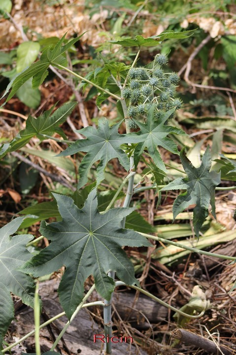 Ricin - Ricinus communis - Euphorbiacée - exo