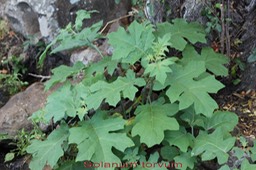 Solanum torvum - Solanacée - exo