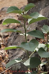 Teck d'Arabie- Cordia amplifolia ou Cordia africana- Boraginacée - exo