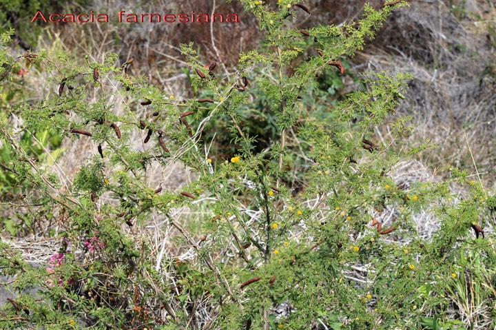 Zépinard- Acacia farnesiana - Fabacée - exo