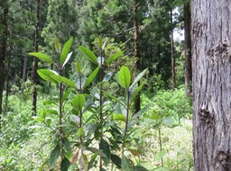 12. Tiges juvéniles de Nuxia verticillata - Bois maigre - Stilbacée-M.
