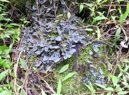 13. Sur le sentier en boucle, Lichen