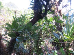 16. ??? Molinaea alternifolia - Tan Georges - SAPINDACEAE - endémique de La Réunion et de Maurice
