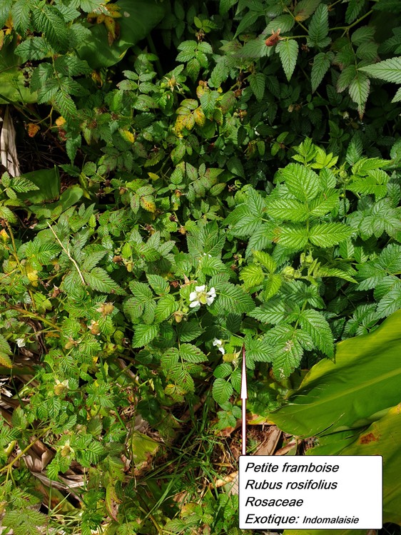 16- Rubus rosifolius (1)