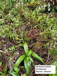 60- Benthamia latifolia (1)