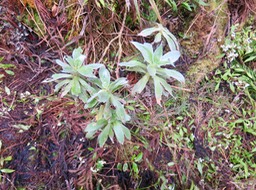 7. Helichrysum heliotropifolium Velours blanc ASTERACEE Endémique