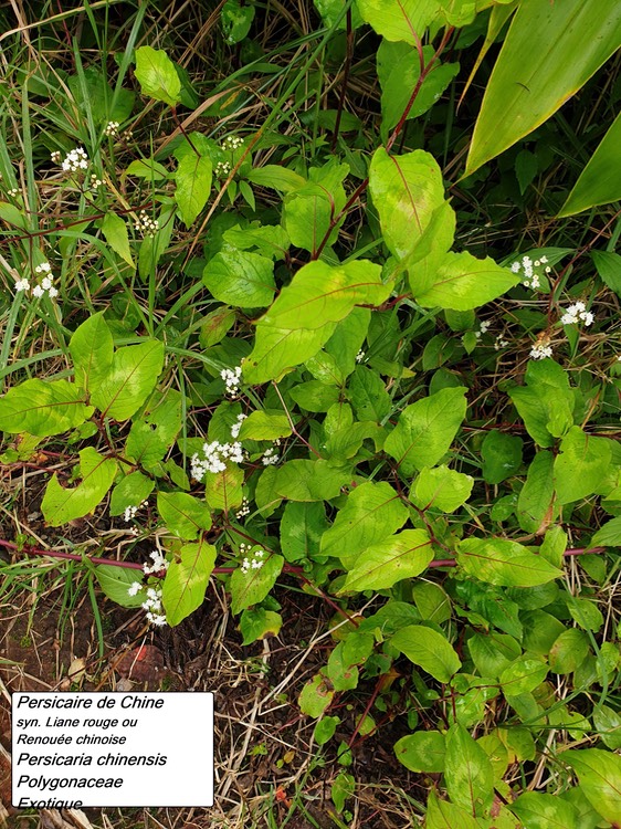 8- Persicaria chinensis (1)