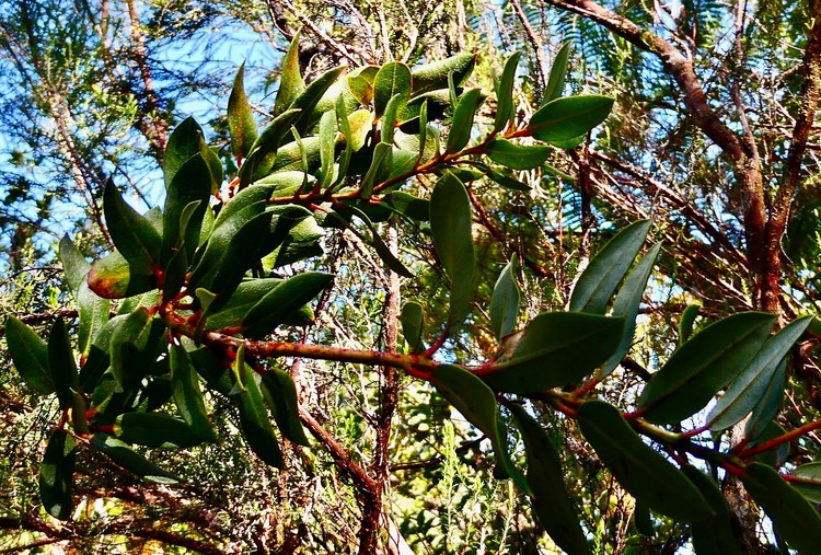 Agarista salicifolia.bois de rempart.ericaceae.indigène Réunion.P1035829