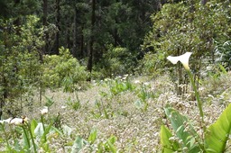 Ageratina riparia - Jouvence - ASTERACEAE - EE, Zantedeschia aethiopica - Arum - ARACACEAE - Afrique du Sud - EE - MB2_8361