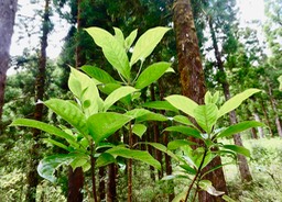 Antirhea borbonica.bois d'osto.rubiaceae.endémique Réunion Maurice Madagascar.P1035665