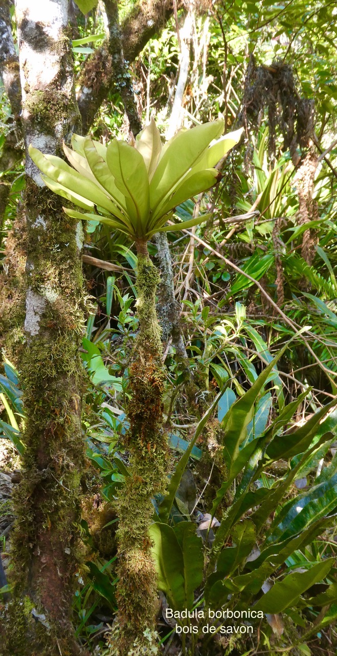 Badula borbonica.bois de savon. primulaceae.endémique Réunion. P1035802