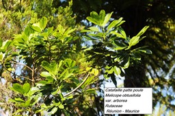 bc13- Melicope obtusifolia