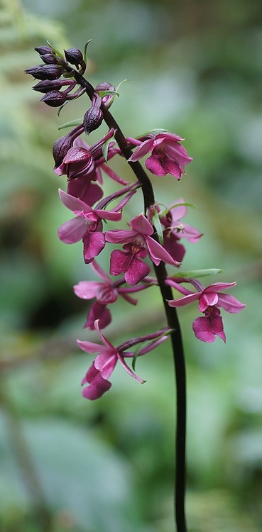 bc55-Calanthe sylvatica-Orchidacée-SE Océan Indien