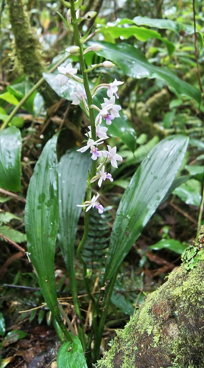 bc56- Orchidée terrestre- Calanthe sylvatica