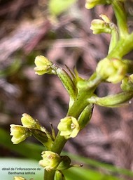 Benthamia latifolia. détail de l'inflorescence.orchidaceae.endémique Réunion Maurice.IMG_3121