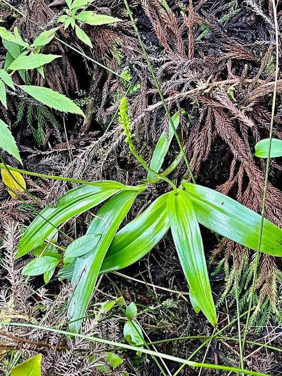 Benthamia latifolia.orchidaceae.endémique Réunion Maurice.IMG_3086