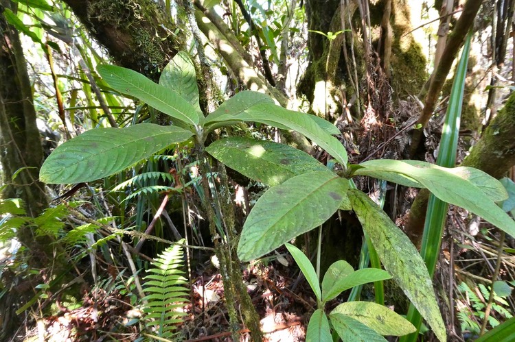 Bertiera rufa.bois de raisin.rubiaceae.endémique Réunion.P1035851