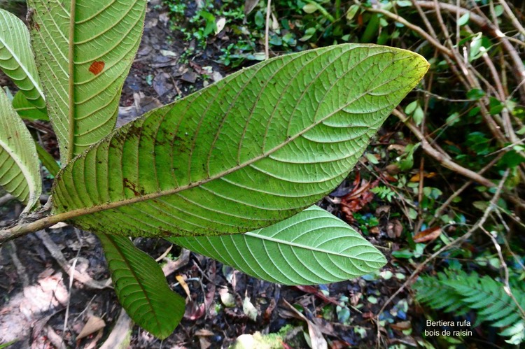 Bertiera rufa.bois de raisin.( feuilles face inférieure )rutaceae.endémique Réunion.P1035853