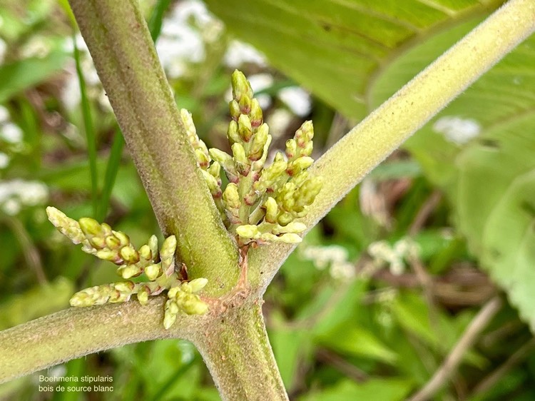 Boehmeria stipularis.bois de source blanc.grande ortie.urticaceae.endémique Réunion.IMG_3041