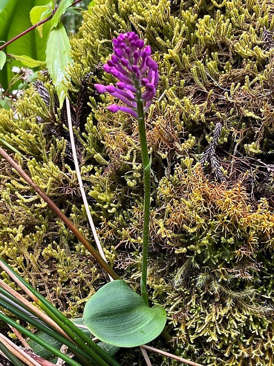 Cynorkis inermis .( Arnottia mauritiana.)orchidaceae.endémique Réunion Maurice.IMG_3092