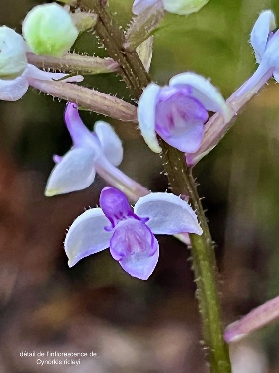 Cynorkis ridleyi. détail de l'inflorescence. orchidaceae.indigène Réunion.IMG_3156