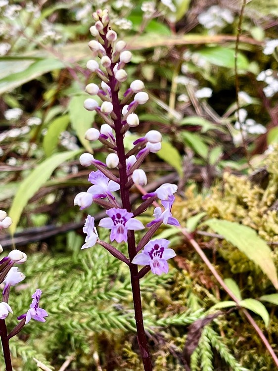 Cynorkis squamosa .( hampe florale ) orchidaceae.indigène Réunion.IMG_3112