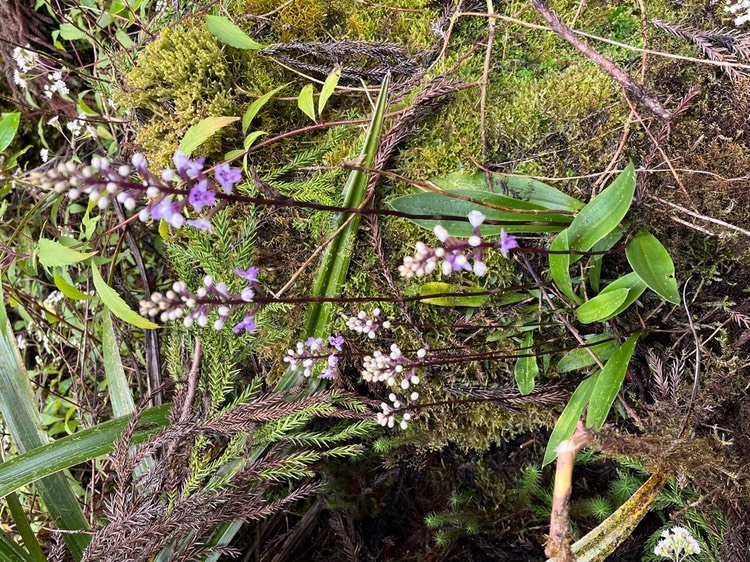 Cynorkis squamosa .orchidaceae.indigène Réunion.IMG_3108
