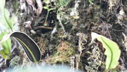 Elaphoglossum hybridum var. hybridum - DRYOPTERIDACEAE - Indigène Réunion, Maurice - MB2_8416b
