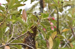 Forgesia racemosa - Bois de Laurent Martin - ESCALLONIACEAE - Endémique Réunion MB2_8344
