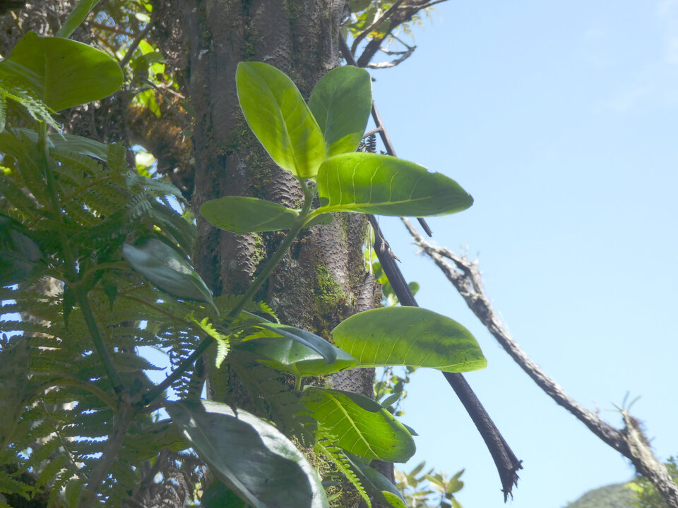 Geniostoma borbonicum - Bois de piment zachard - LOGANIACEAE - Endémique Réunion, Maurice - P1050205
