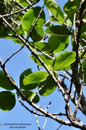 Geniostoma borbonicum.bois de piment.loganiaceae.endémique Réunion Maurice.