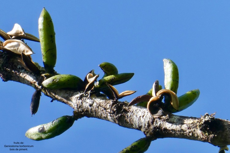Geniostoma borbonicum.bois de piment. ( fruits )loganiaceae.endémique Réunion Maurice.P1035819