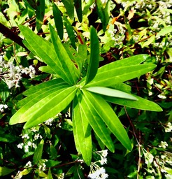 Hypericum lanceolatum subsp lanceolatum.fleur jaune des bas.kypericaceae.indigène Mascareignes.P1035689