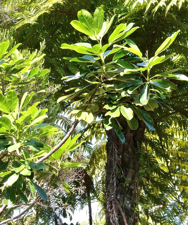 Melicope obtusifolia.catafaille patte poule.rutaceae.endémique Réunion Maurice.P1035832